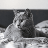Gale des oreilles chat